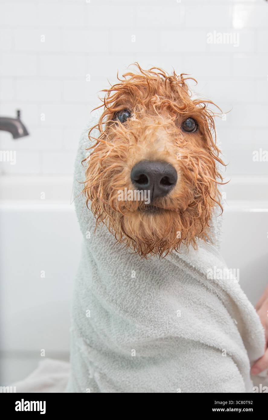 Ritratto ravvicinato di un cucciolo bagnato in miniatura di goldendoodle (groodle) seduto sul pavimento del bagno avvolto in un asciugamano dopo essere stato lavato Foto Stock