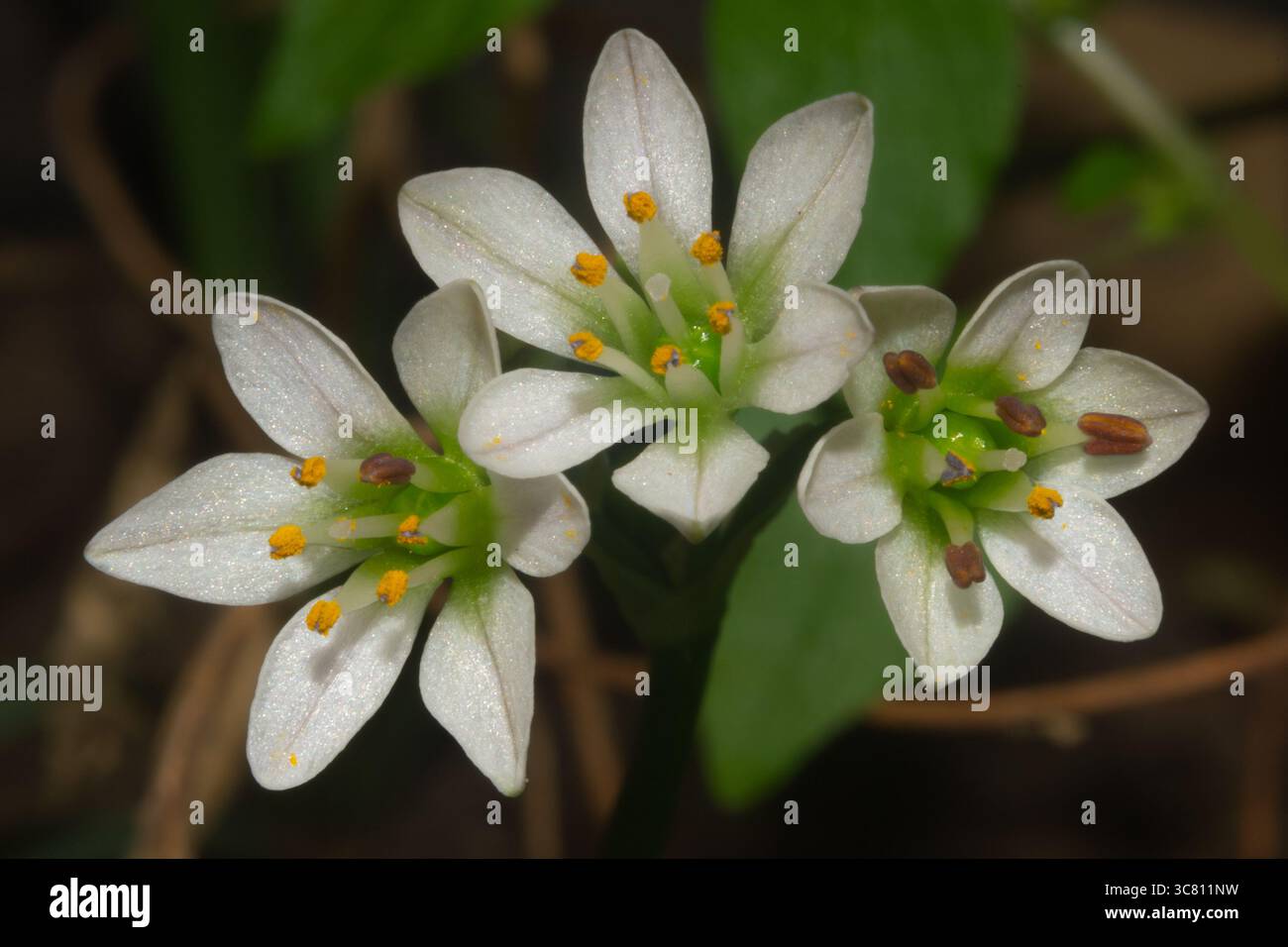Fiori di porro a tre angoli (Allium triquetrum) Foto Stock