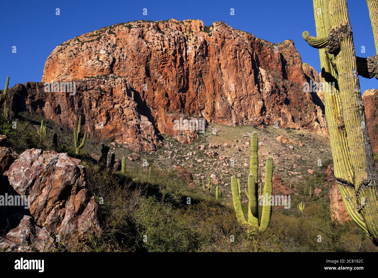 Baboquivari Mountains, deserto di Sonora, Arizona, Stati Uniti. Foto Stock