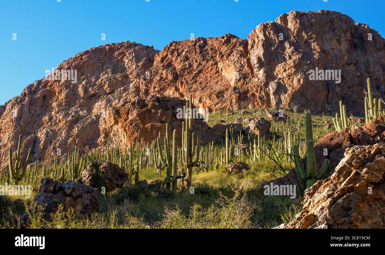 I cactus di Saguaro punteggiano le montagne Baboquivari, il deserto di Sonora, Arizona, Stati Uniti. Foto Stock