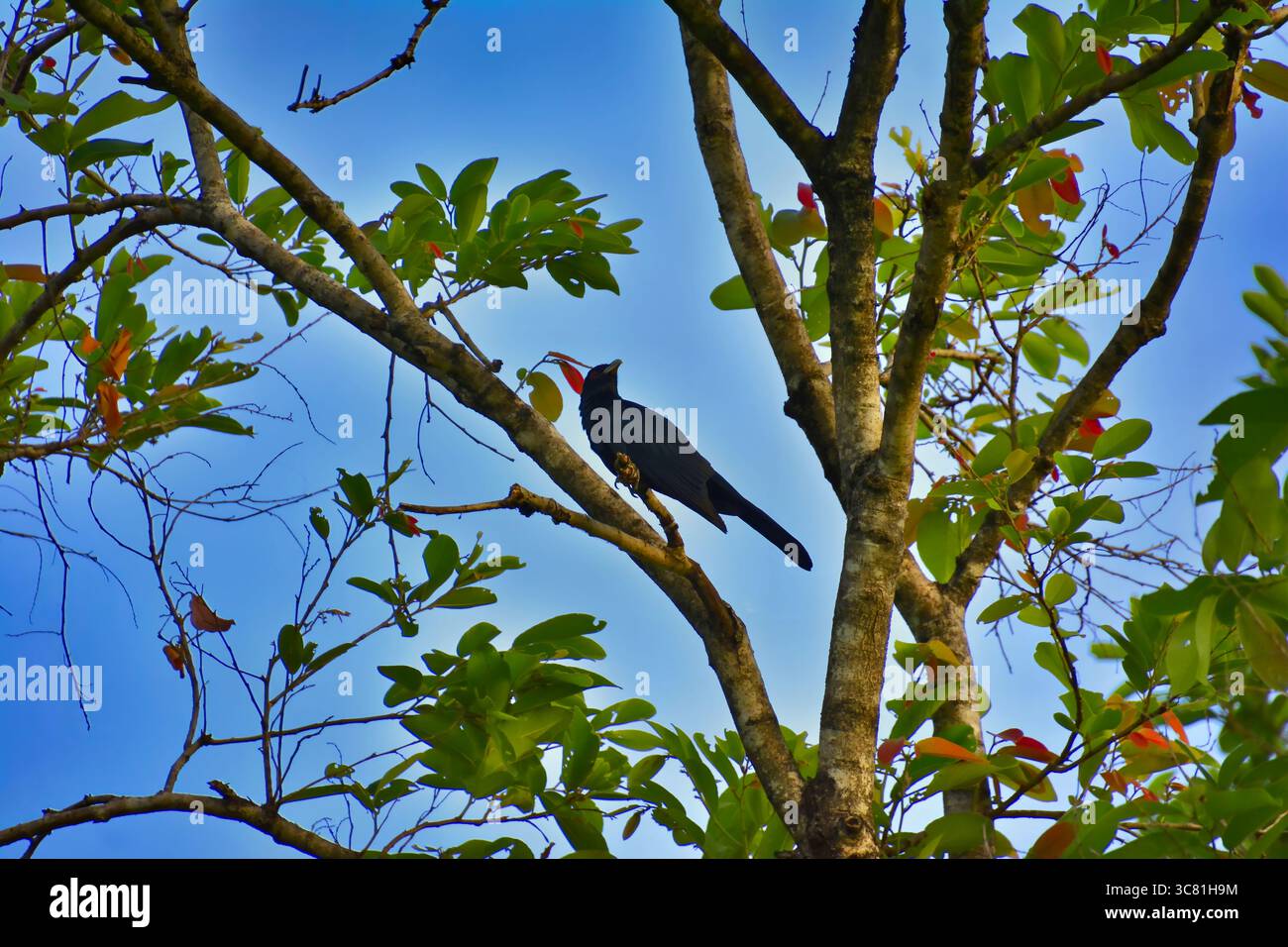 l'uccello si trova nel suo ambiente naturale Foto Stock