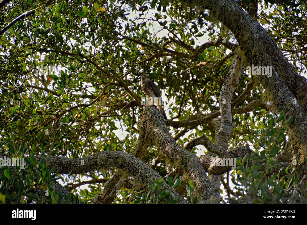 L'uccello si trova nel suo ambiente naturale, Rundschwanzhabicht, Astur cooperii, Rundschwanzsperber, falco di Cooper Foto Stock