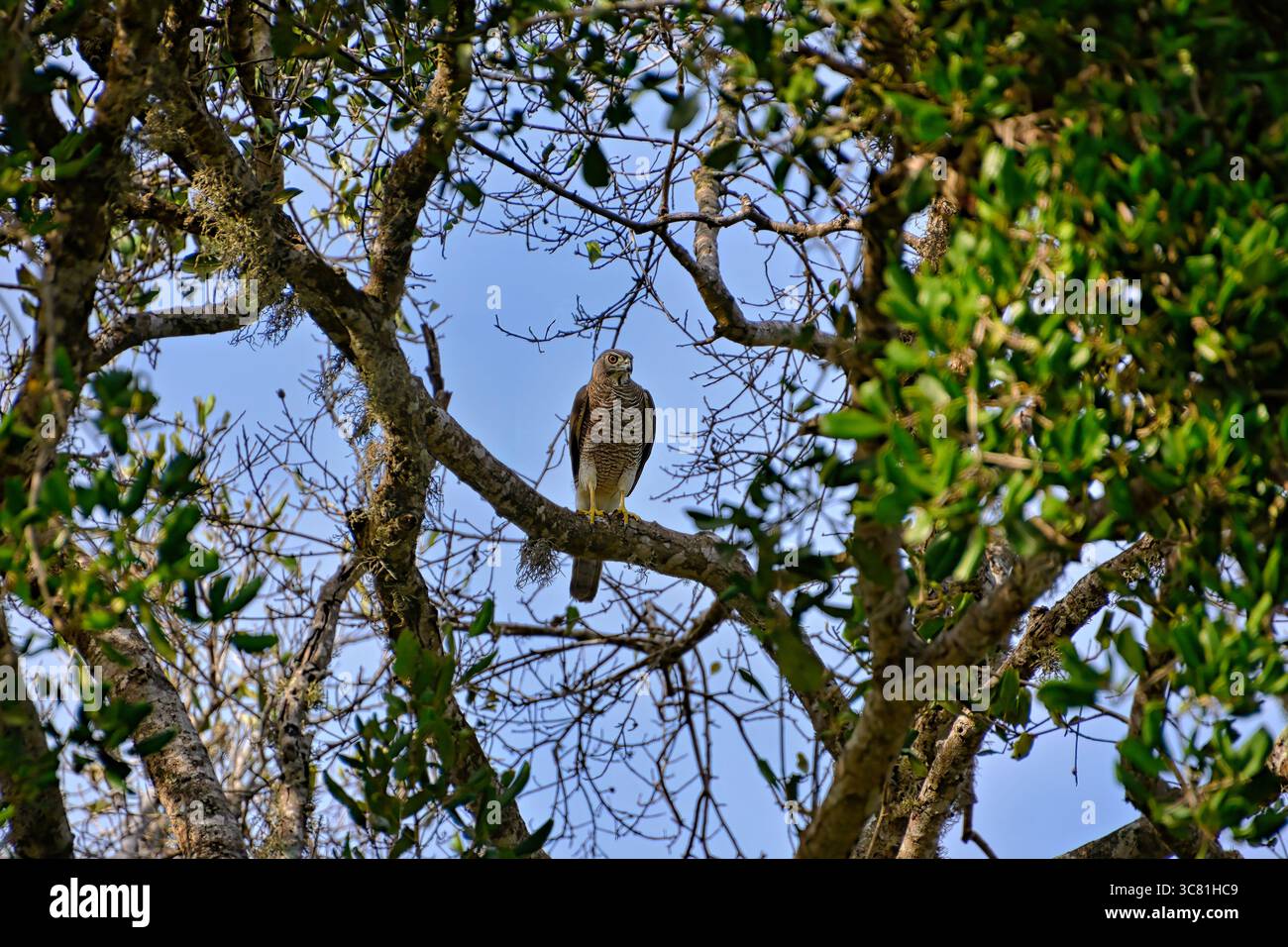 L'uccello si trova nel suo ambiente naturale, Rundschwanzhabicht, Astur cooperii, Rundschwanzsperber, falco di Cooper Foto Stock