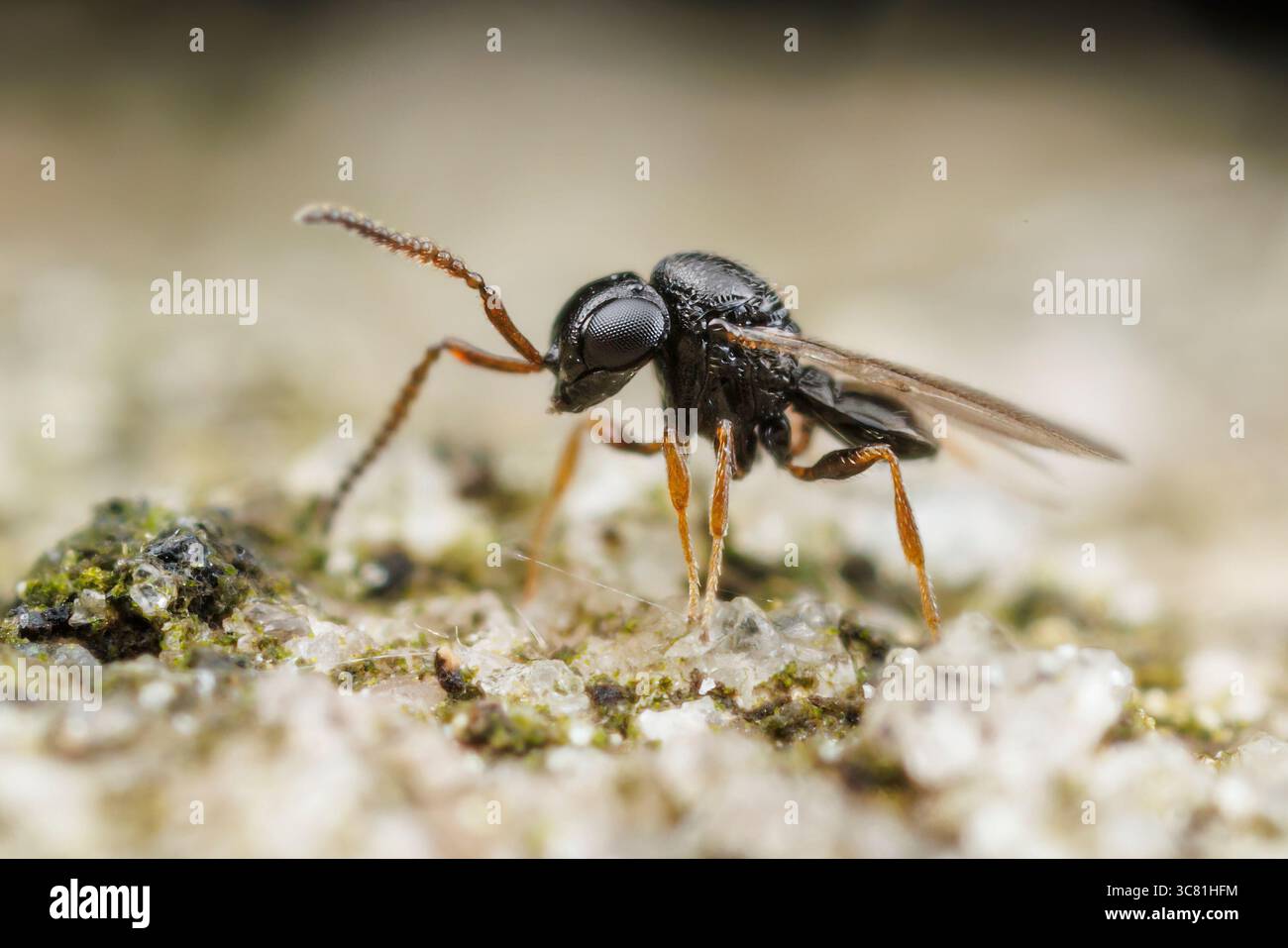 Vespa secelionide (Trissolcus sp.) Foto Stock