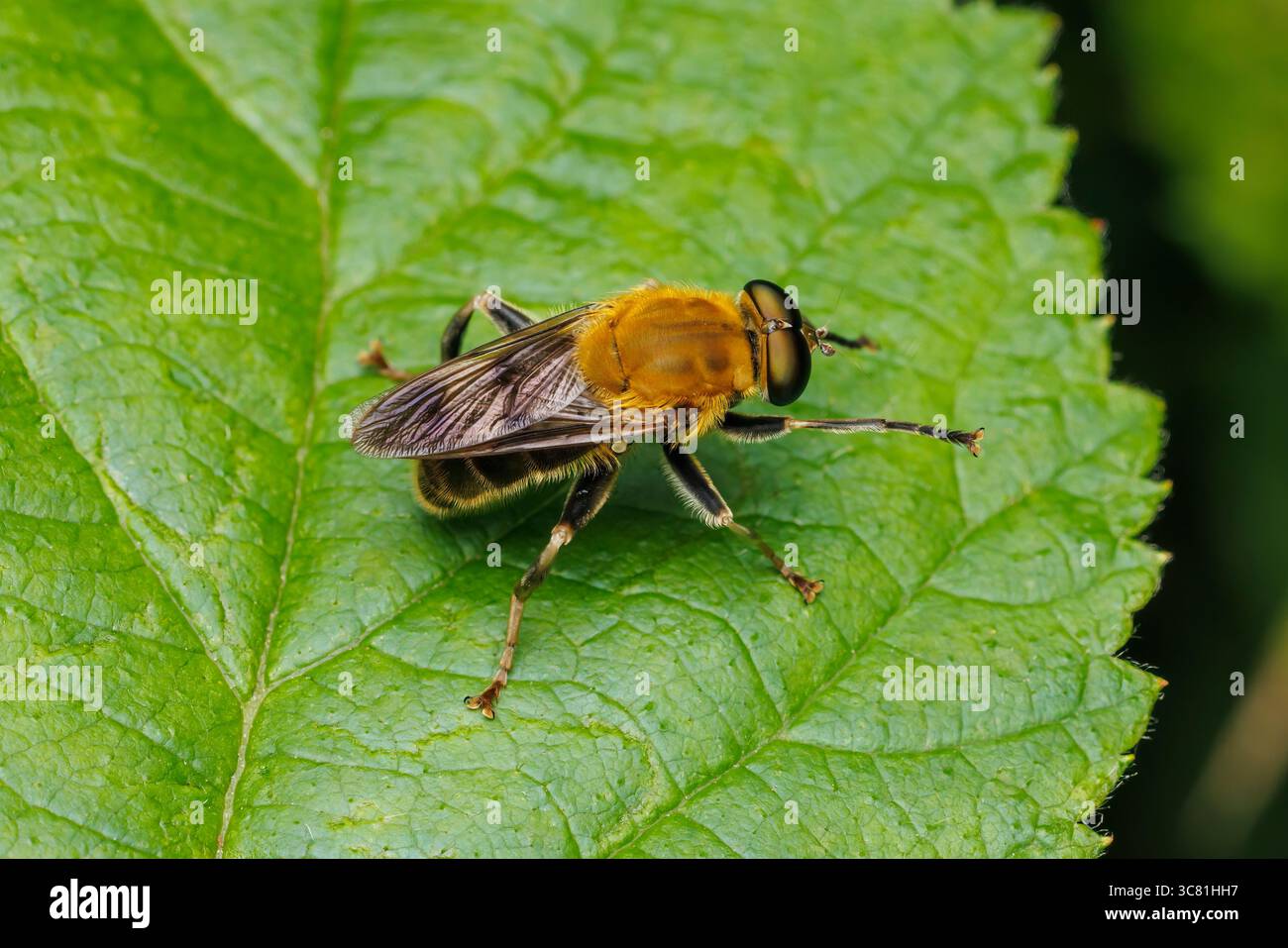 Orangeback (Pterallastes thoracicus) - femmina Foto Stock
