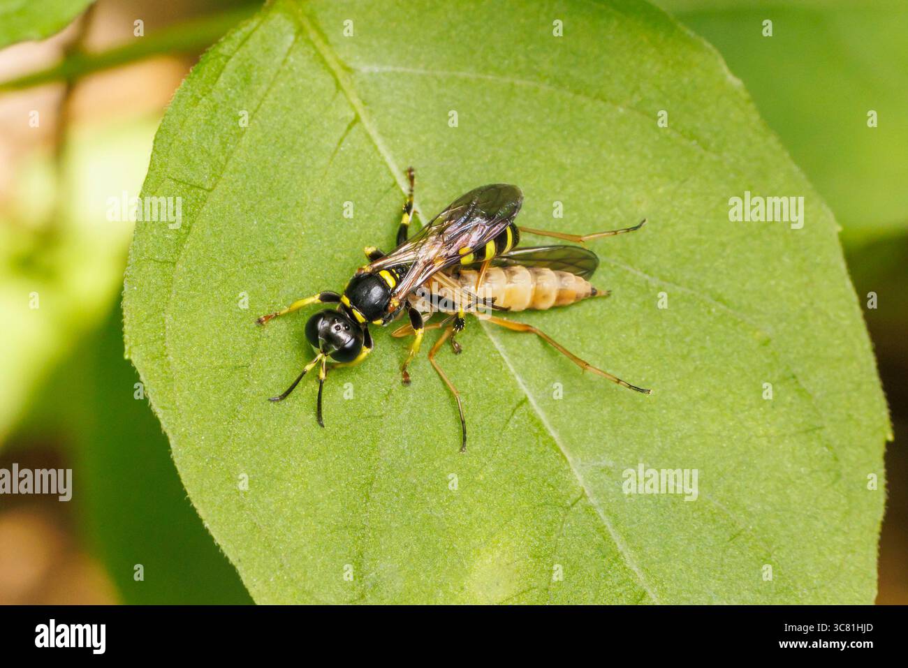 Wasp con protezione (Crabro sp.) - Donna con preda. Foto Stock