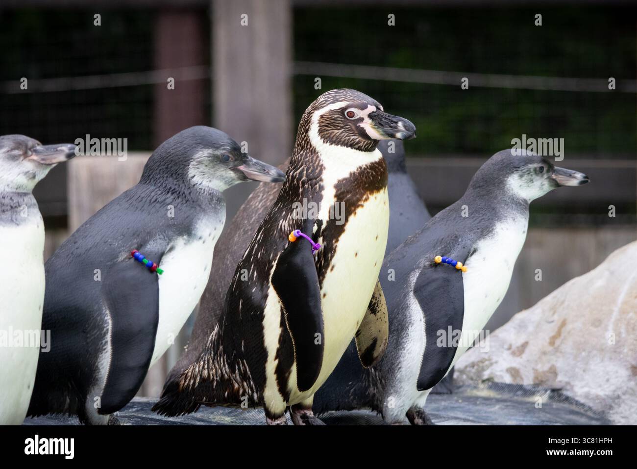 Gruppo di pinguini Foto Stock