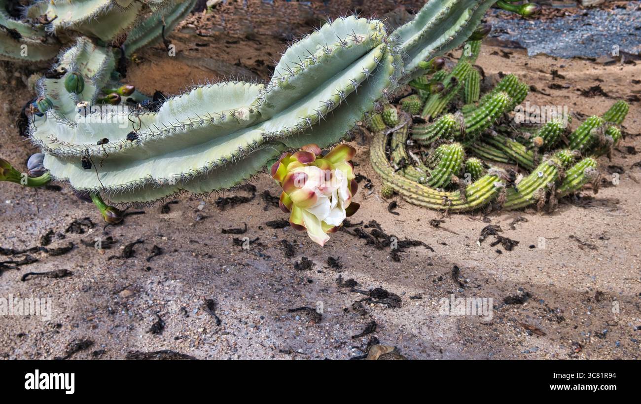 Cactus fiorito con ampio braccio spinoso e frutta verde nel giardino dei cactus Foto Stock