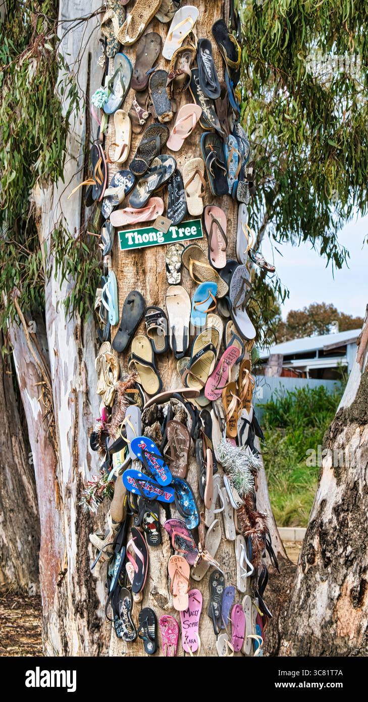 L'albero adornato di spine diventa un punto di riferimento locale in Australia Foto Stock