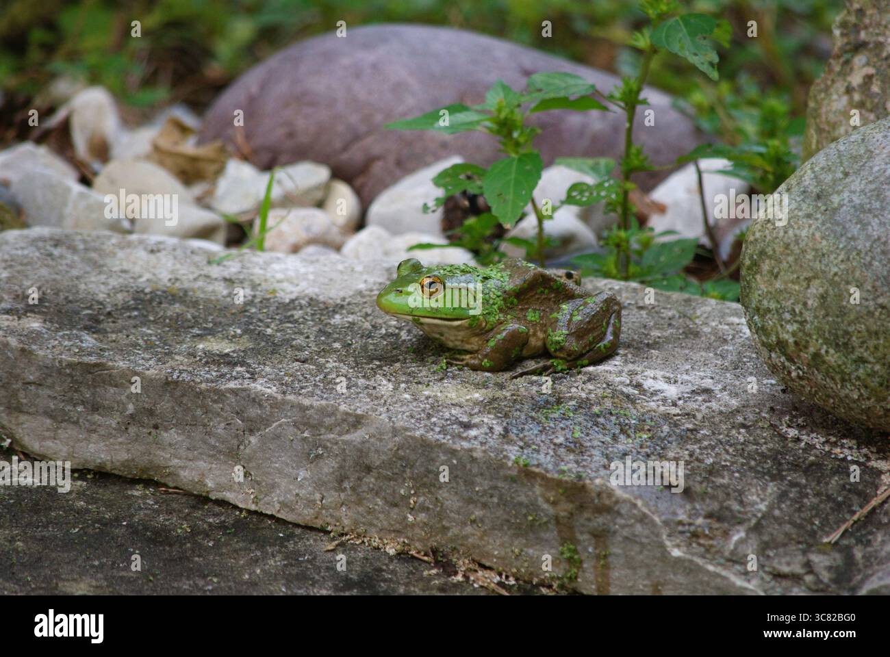 rana arroccata su una roccia in un giardino Foto Stock