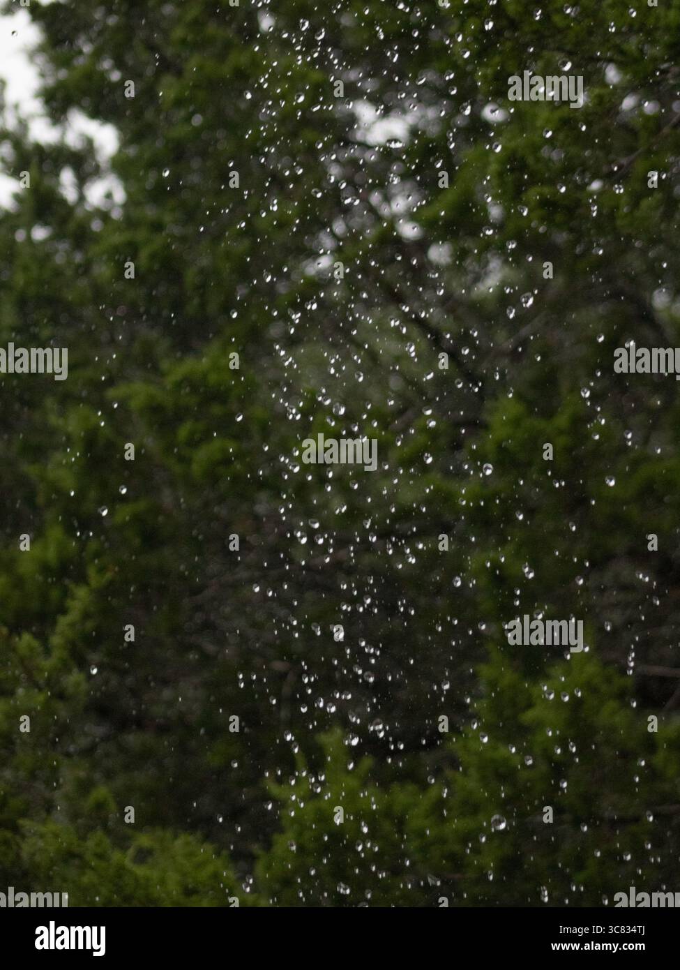 Le gocce d'acqua cadenti catturano mezz'aria con alberi verdi sfocati sullo sfondo, creando una scena di pioggia naturale con una messa a fuoco morbida. Foto Stock