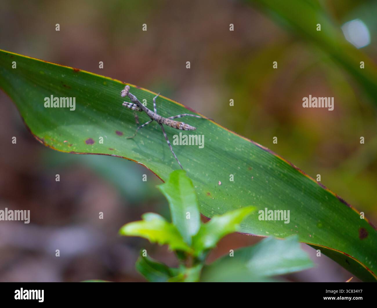 Una foto ravvicinata di una mantide di preghiera arroccata su una foglia verde, che mette in evidenza le sue delicate caratteristiche e il mimetismo naturale. Foto Stock