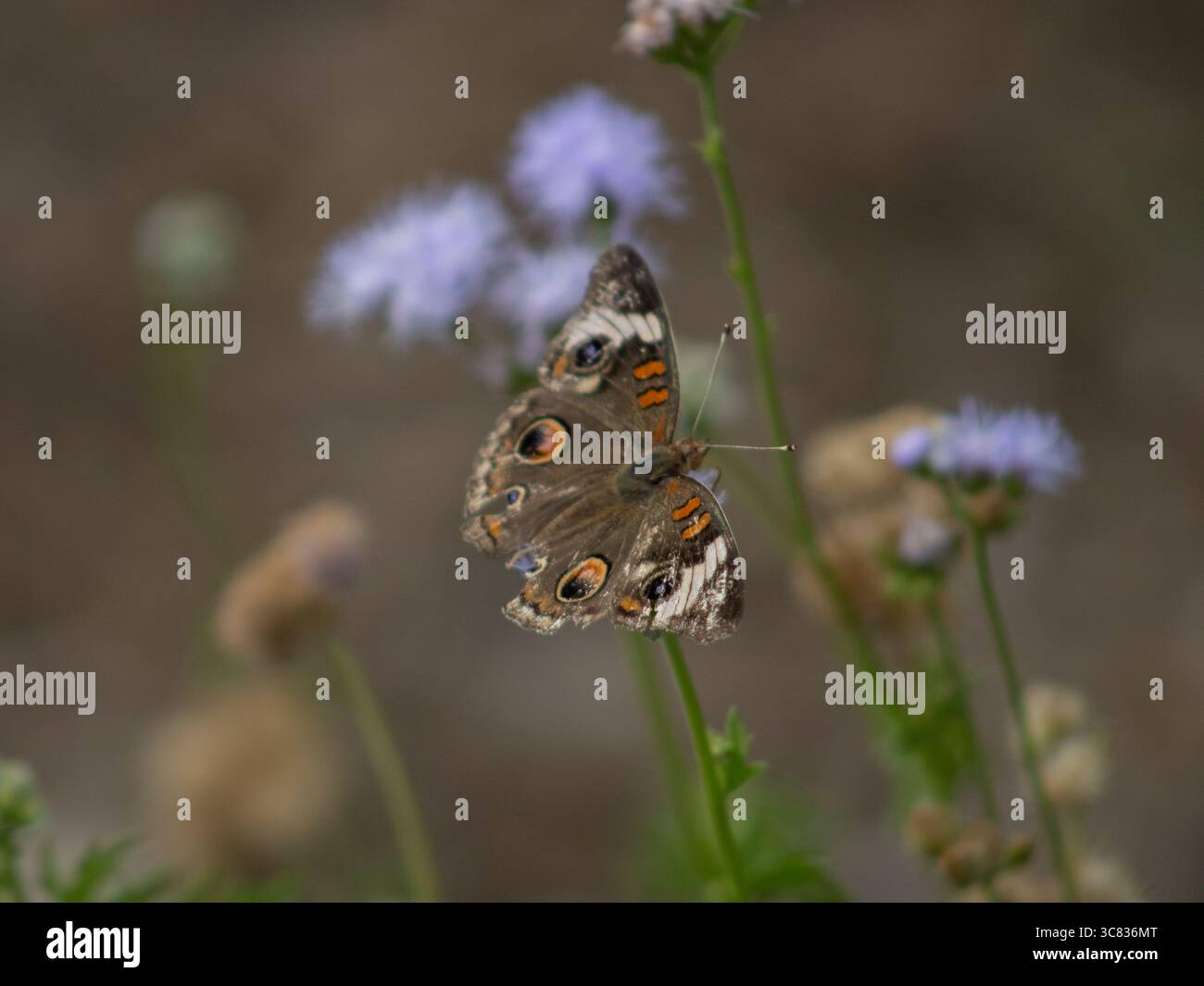 Farfalla tropicale di Buckeye (Junonia evarete) ali di un Pollinatore nativo nell'habitat naturale Foto Stock