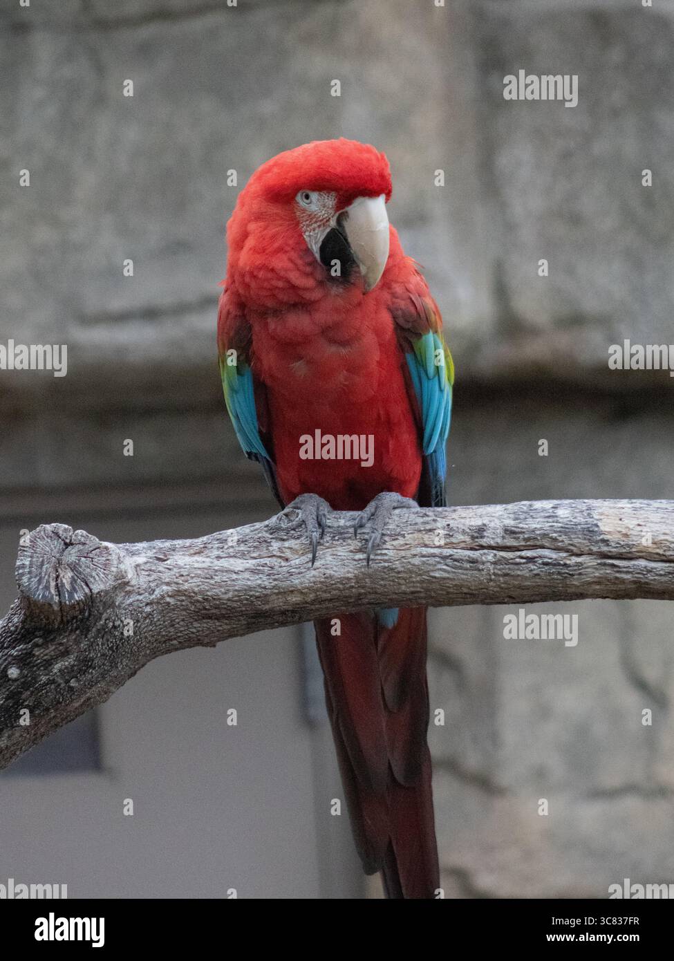 Un vivace pappagallo rosso (famiglia degli psittacidae) arroccato su un ramo d'albero, che mostra un piumaggio colorato in un ambiente tropicale naturale. Foto Stock
