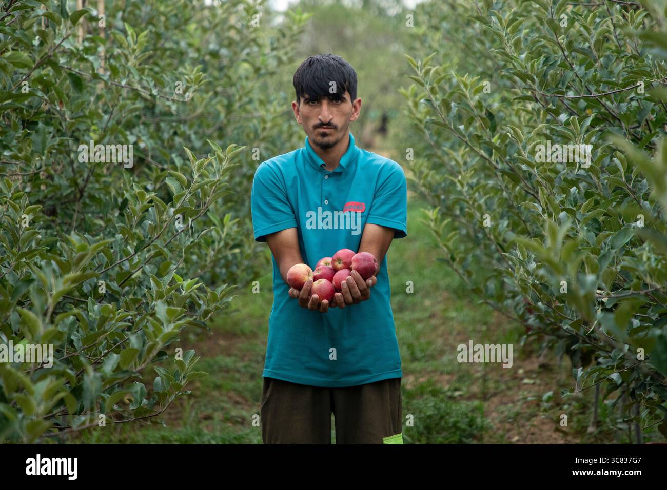 Pulwama, India. 3 agosto 2025. Un contadino del Kashmir mostra mele ibride in un frutteto nel distretto di Pulwama, a sud di Srinagar. I coltivatori di mele nel Kashmir amministrato dall'India hanno sollevato preoccupazioni dopo che il presidente degli Stati Uniti Donald Trump ha annunciato nuove tariffe del 25% sui beni indiani, aumentando le tensioni commerciali tra Washington e nuova Delhi. Gli agricoltori avvertono che la mossa potrebbe minacciare i mezzi di sussistenza di milioni di persone che dipendono dall'industria della mela già in difficoltà della regione. Credito: SOPA Images Limited/Alamy Live News Foto Stock
