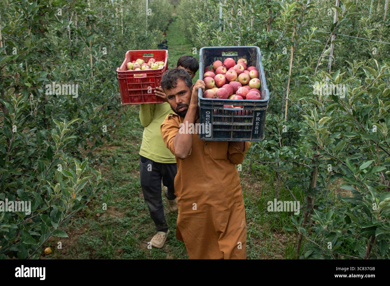 Pulwama, India. 3 agosto 2025. Gli agricoltori del Kashmiri trasportano casse di mele ibride in un frutteto nel distretto di Pulwama, a sud di Srinagar. I coltivatori di mele nel Kashmir amministrato dall'India hanno sollevato preoccupazioni dopo che il presidente degli Stati Uniti Donald Trump ha annunciato nuove tariffe del 25% sui beni indiani, aumentando le tensioni commerciali tra Washington e nuova Delhi. Gli agricoltori avvertono che la mossa potrebbe minacciare i mezzi di sussistenza di milioni di persone che dipendono dall'industria della mela già in difficoltà della regione. Credito: SOPA Images Limited/Alamy Live News Foto Stock