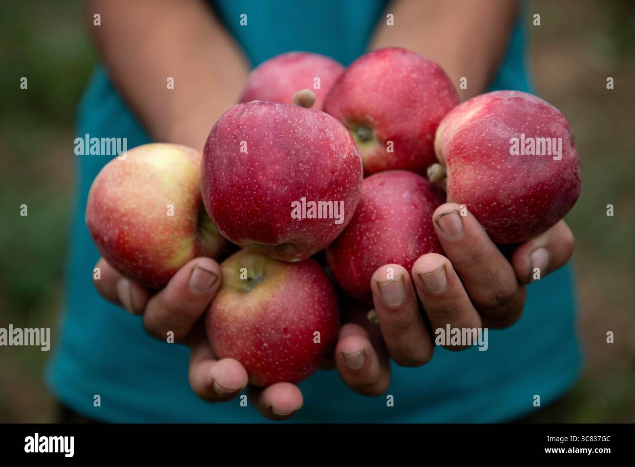 Pulwama, India. 3 agosto 2025. Un contadino del Kashmir mostra mele ibride in un frutteto nel distretto di Pulwama, a sud di Srinagar. I coltivatori di mele nel Kashmir amministrato dall'India hanno sollevato preoccupazioni dopo che il presidente degli Stati Uniti Donald Trump ha annunciato nuove tariffe del 25% sui beni indiani, aumentando le tensioni commerciali tra Washington e nuova Delhi. Gli agricoltori avvertono che la mossa potrebbe minacciare i mezzi di sussistenza di milioni di persone che dipendono dall'industria della mela già in difficoltà della regione. Credito: SOPA Images Limited/Alamy Live News Foto Stock