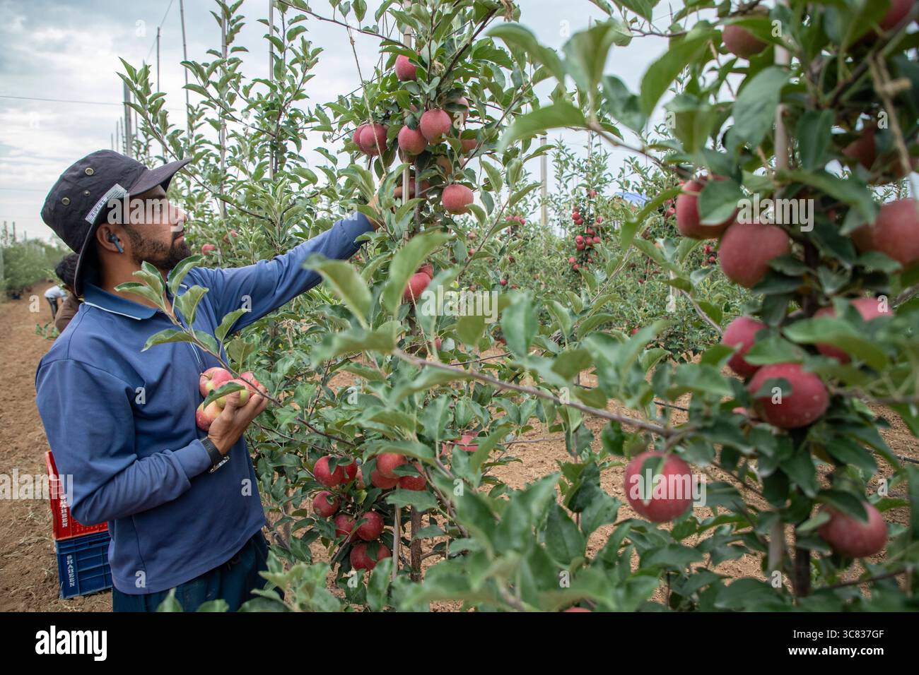 Pulwama, India. 3 agosto 2025. Un agricoltore del Kashmir raccoglie mele ibride in un frutteto nel distretto di Pulwama, a sud di Srinagar. I coltivatori di mele nel Kashmir amministrato dall'India hanno sollevato preoccupazioni dopo che il presidente degli Stati Uniti Donald Trump ha annunciato nuove tariffe del 25% sui beni indiani, aumentando le tensioni commerciali tra Washington e nuova Delhi. Gli agricoltori avvertono che la mossa potrebbe minacciare i mezzi di sussistenza di milioni di persone che dipendono dall'industria della mela già in difficoltà della regione. Credito: SOPA Images Limited/Alamy Live News Foto Stock