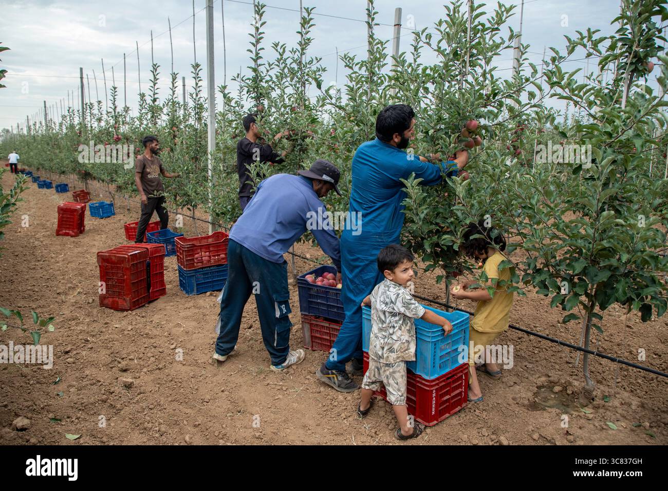 Pulwama, India. 3 agosto 2025. Gli agricoltori del Kashmir raccolgono mele ibride in un frutteto nel distretto di Pulwama, a sud di Srinagar. I coltivatori di mele nel Kashmir amministrato dall'India hanno sollevato preoccupazioni dopo che il presidente degli Stati Uniti Donald Trump ha annunciato nuove tariffe del 25% sui beni indiani, aumentando le tensioni commerciali tra Washington e nuova Delhi. Gli agricoltori avvertono che la mossa potrebbe minacciare i mezzi di sussistenza di milioni di persone che dipendono dall'industria della mela già in difficoltà della regione. Credito: SOPA Images Limited/Alamy Live News Foto Stock