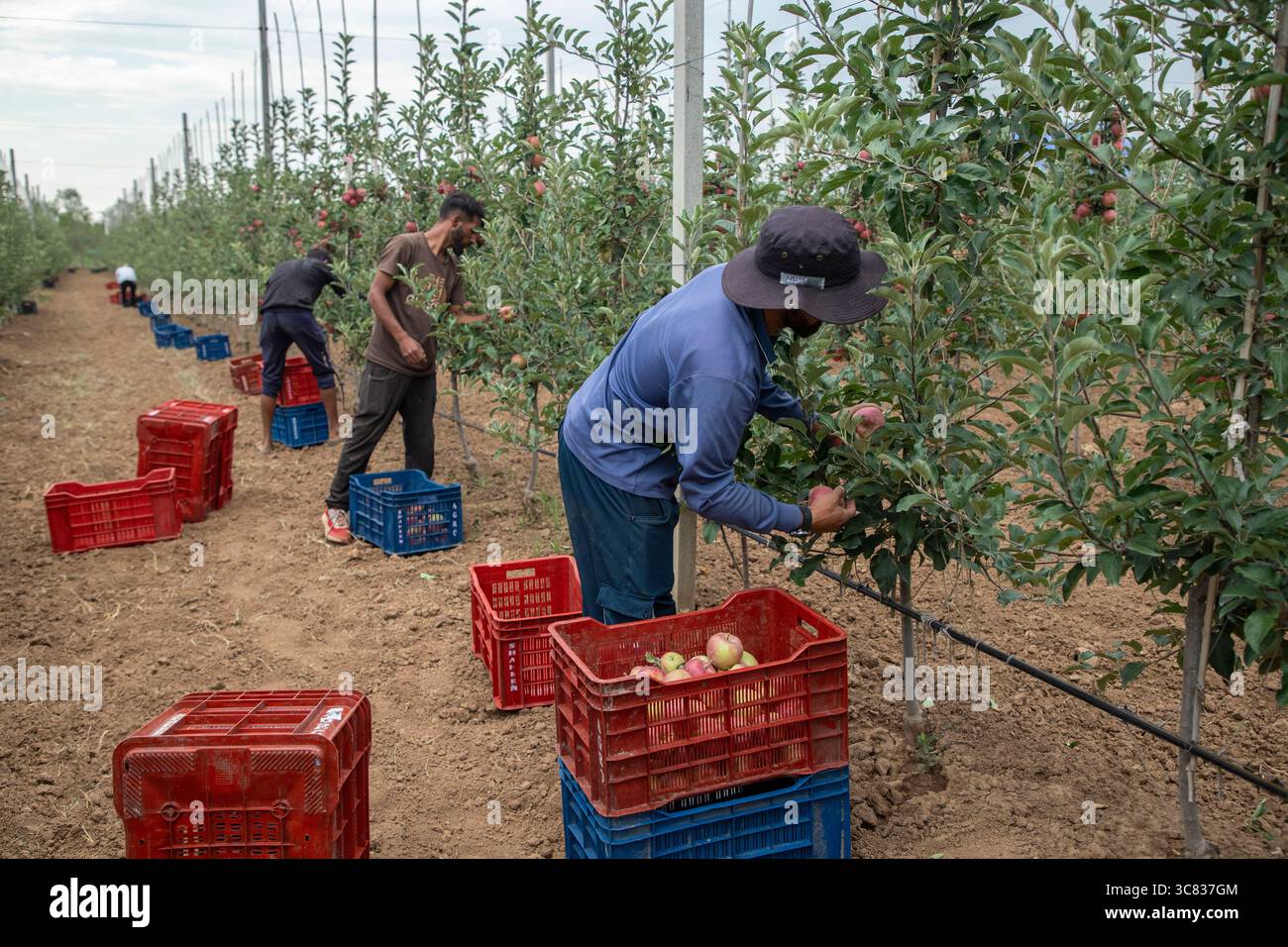 Pulwama, India. 3 agosto 2025. Gli agricoltori del Kashmir raccolgono mele ibride in un frutteto nel distretto di Pulwama, a sud di Srinagar. I coltivatori di mele nel Kashmir amministrato dall'India hanno sollevato preoccupazioni dopo che il presidente degli Stati Uniti Donald Trump ha annunciato nuove tariffe del 25% sui beni indiani, aumentando le tensioni commerciali tra Washington e nuova Delhi. Gli agricoltori avvertono che la mossa potrebbe minacciare i mezzi di sussistenza di milioni di persone che dipendono dall'industria della mela già in difficoltà della regione. Credito: SOPA Images Limited/Alamy Live News Foto Stock