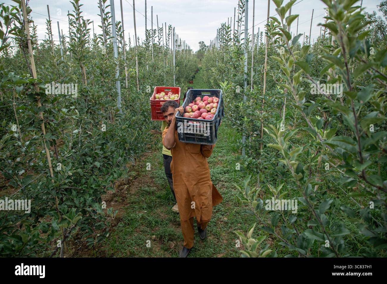 Pulwama, India. 3 agosto 2025. Gli agricoltori del Kashmiri trasportano casse di mele ibride in un frutteto nel distretto di Pulwama, a sud di Srinagar. I coltivatori di mele nel Kashmir amministrato dall'India hanno sollevato preoccupazioni dopo che il presidente degli Stati Uniti Donald Trump ha annunciato nuove tariffe del 25% sui beni indiani, aumentando le tensioni commerciali tra Washington e nuova Delhi. Gli agricoltori avvertono che la mossa potrebbe minacciare i mezzi di sussistenza di milioni di persone che dipendono dall'industria della mela già in difficoltà della regione. Credito: SOPA Images Limited/Alamy Live News Foto Stock