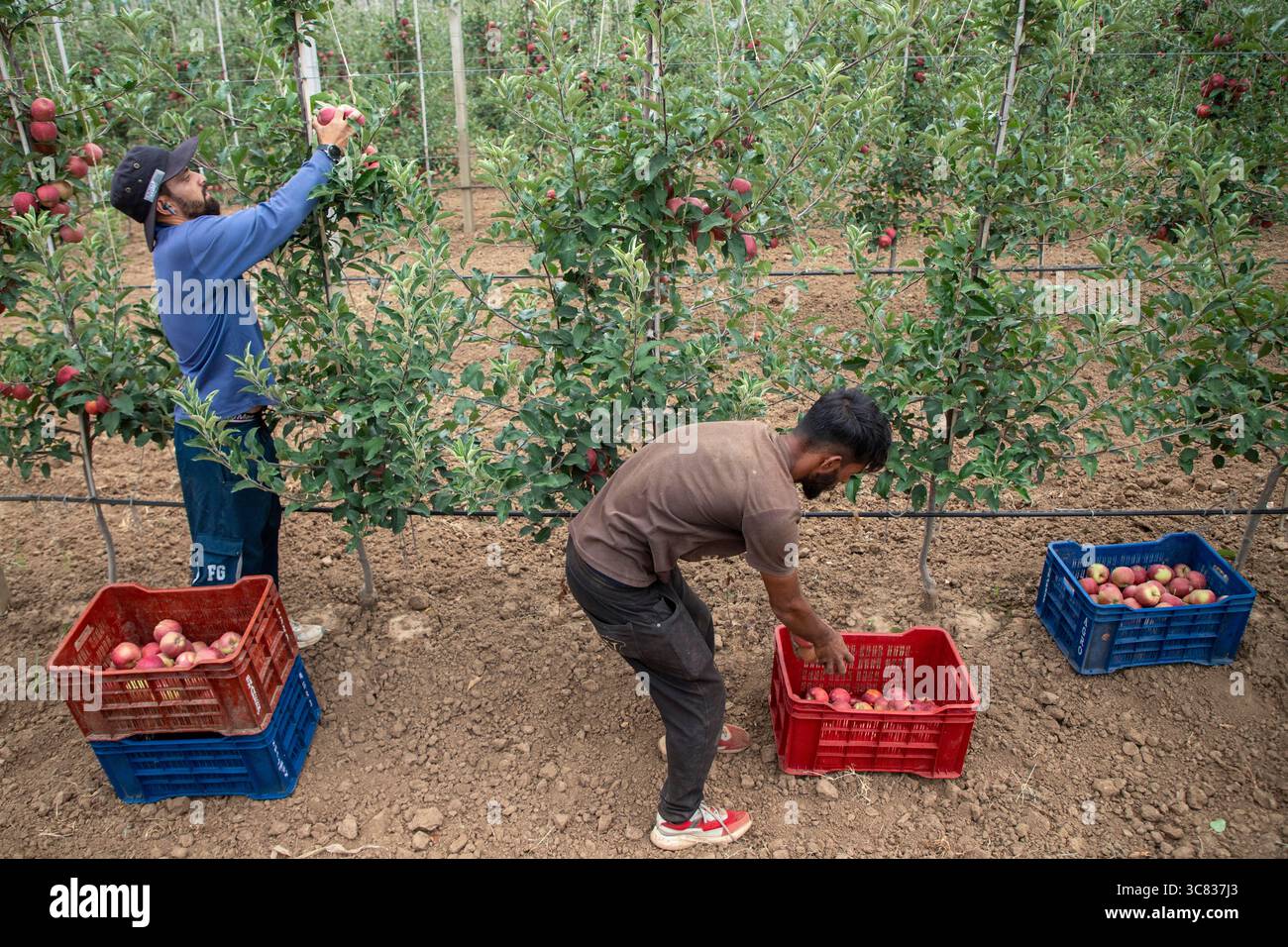 Pulwama, India. 3 agosto 2025. Gli agricoltori del Kashmir raccolgono mele ibride in un frutteto nel distretto di Pulwama, a sud di Srinagar. I coltivatori di mele nel Kashmir amministrato dall'India hanno sollevato preoccupazioni dopo che il presidente degli Stati Uniti Donald Trump ha annunciato nuove tariffe del 25% sui beni indiani, aumentando le tensioni commerciali tra Washington e nuova Delhi. Gli agricoltori avvertono che la mossa potrebbe minacciare i mezzi di sussistenza di milioni di persone che dipendono dall'industria della mela già in difficoltà della regione. Credito: SOPA Images Limited/Alamy Live News Foto Stock