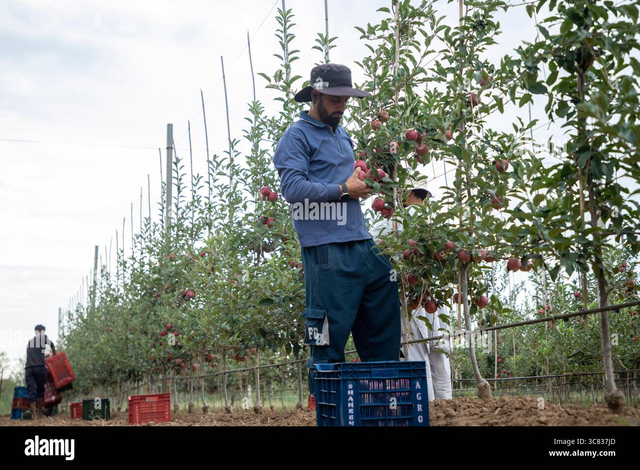 Pulwama, India. 3 agosto 2025. Un agricoltore del Kashmir raccoglie mele ibride in un frutteto nel distretto di Pulwama, a sud di Srinagar. I coltivatori di mele nel Kashmir amministrato dall'India hanno sollevato preoccupazioni dopo che il presidente degli Stati Uniti Donald Trump ha annunciato nuove tariffe del 25% sui beni indiani, aumentando le tensioni commerciali tra Washington e nuova Delhi. Gli agricoltori avvertono che la mossa potrebbe minacciare i mezzi di sussistenza di milioni di persone che dipendono dall'industria della mela già in difficoltà della regione. Credito: SOPA Images Limited/Alamy Live News Foto Stock