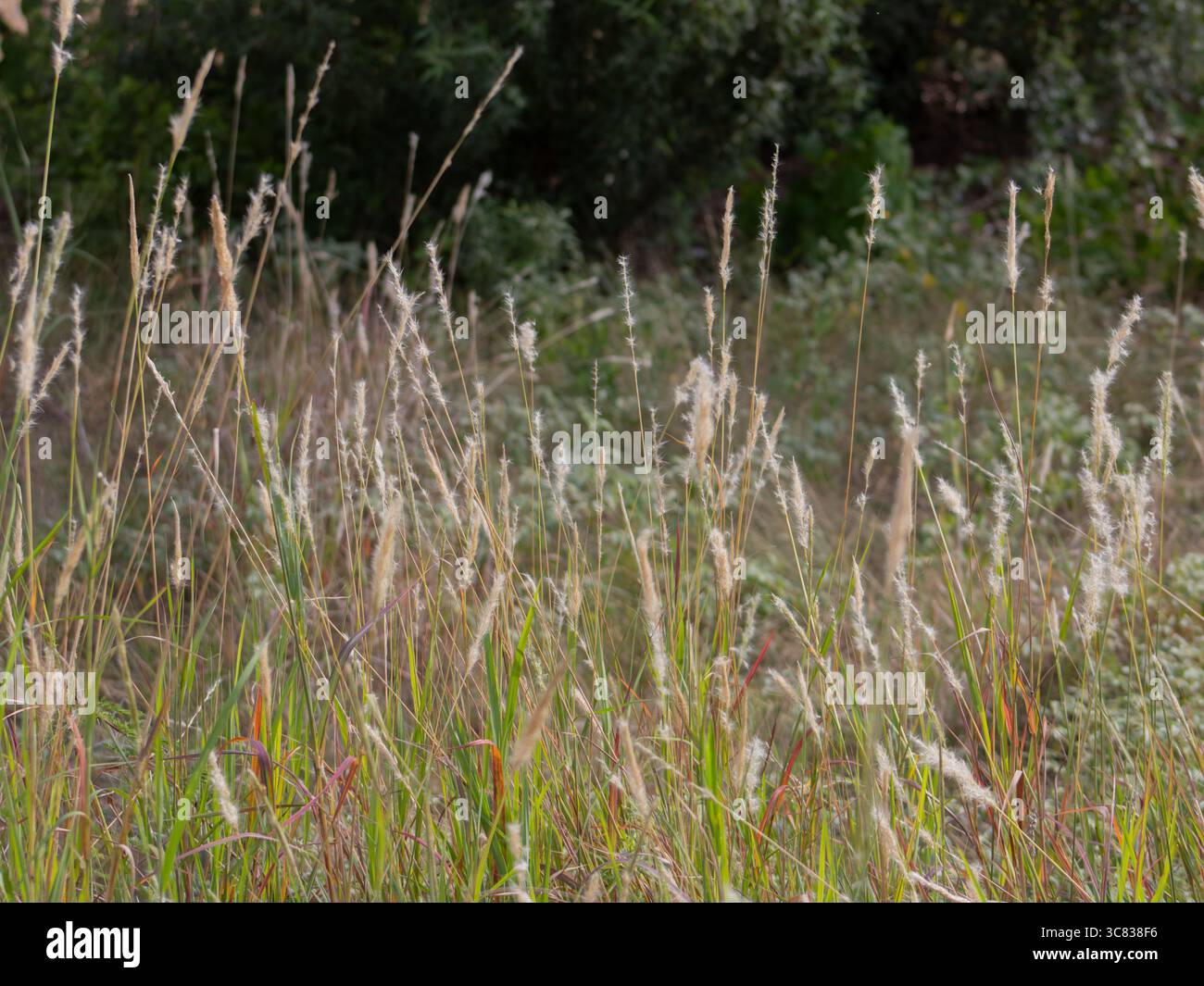 Silver Beardgrass (Bothriochloa saccharoides) – erba prateria del Texas con teste di semi di seta Foto Stock