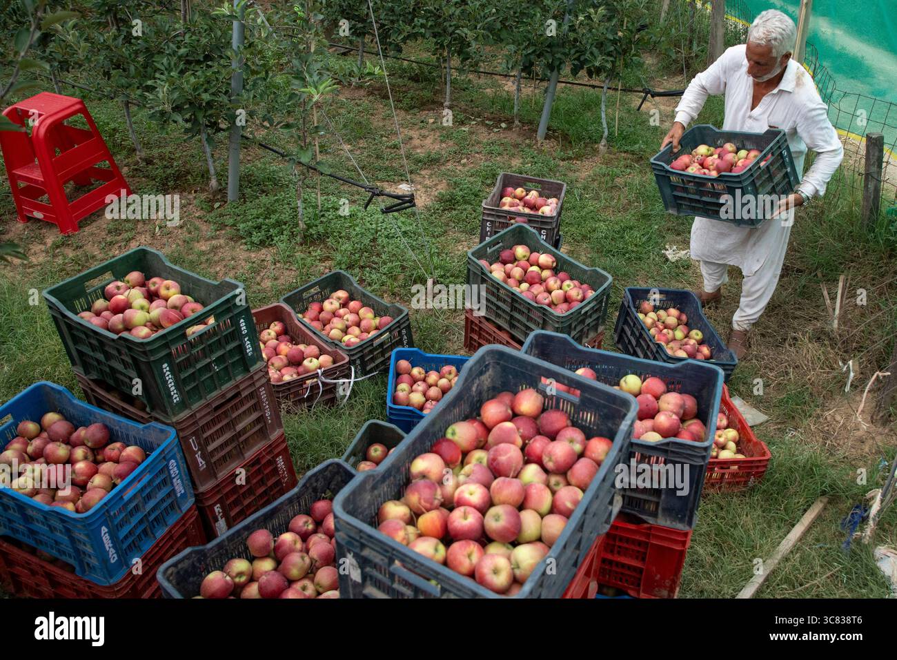 Pulwama, India. 3 agosto 2025. Un agricoltore kashmiri che lavora in un meleto ibrido nel distretto di Pulwama, a sud di Srinagar. I coltivatori di mele nel Kashmir amministrato dall'India hanno sollevato preoccupazioni dopo che il presidente degli Stati Uniti Donald Trump ha annunciato nuove tariffe del 25% sui beni indiani, aumentando le tensioni commerciali tra Washington e nuova Delhi. Gli agricoltori avvertono che la mossa potrebbe minacciare i mezzi di sussistenza di milioni di persone che dipendono dall'industria della mela già in difficoltà della regione. (Foto di Faisal Bashir/SOPA Images/Sipa USA) credito: SIPA USA/Alamy Live News Foto Stock