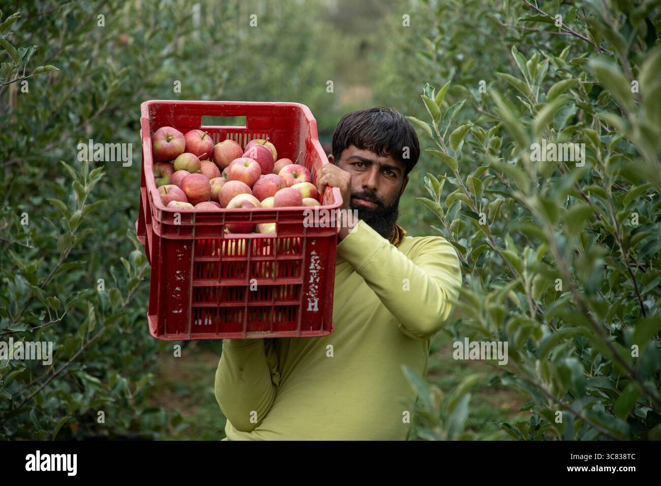 Pulwama, India. 3 agosto 2025. Un agricoltore del Kashmiri trasporta una cassa di mele ibrida in un frutteto nel distretto di Pulwama, a sud di Srinagar. I coltivatori di mele nel Kashmir amministrato dall'India hanno sollevato preoccupazioni dopo che il presidente degli Stati Uniti Donald Trump ha annunciato nuove tariffe del 25% sui beni indiani, aumentando le tensioni commerciali tra Washington e nuova Delhi. Gli agricoltori avvertono che la mossa potrebbe minacciare i mezzi di sussistenza di milioni di persone che dipendono dall'industria della mela già in difficoltà della regione. (Foto di Faisal Bashir/SOPA Images/Sipa USA) credito: SIPA USA/Alamy Live News Foto Stock