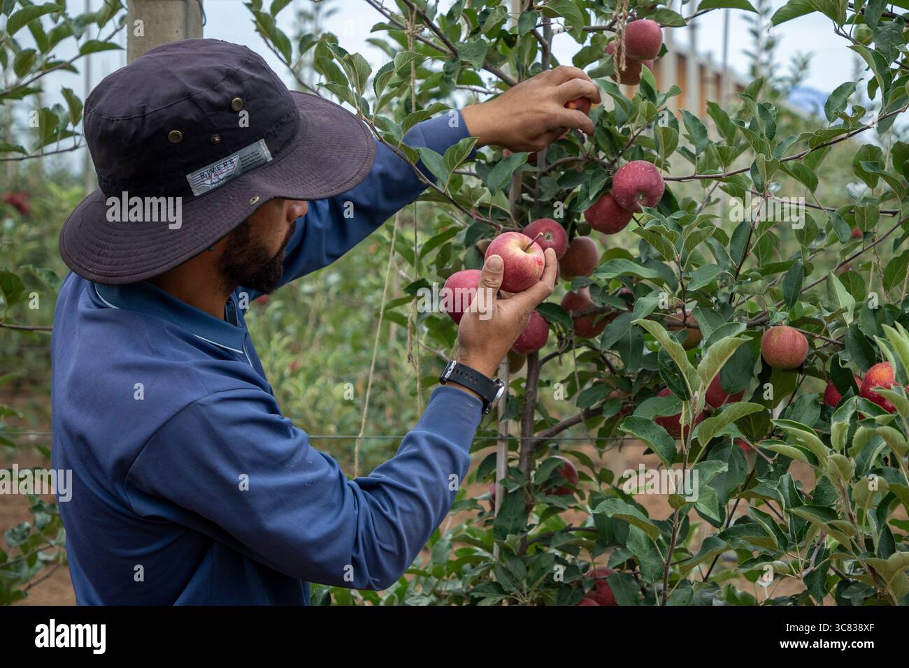 Pulwama, India. 3 agosto 2025. Un agricoltore del Kashmir raccoglie mele ibride in un frutteto nel distretto di Pulwama, a sud di Srinagar. I coltivatori di mele nel Kashmir amministrato dall'India hanno sollevato preoccupazioni dopo che il presidente degli Stati Uniti Donald Trump ha annunciato nuove tariffe del 25% sui beni indiani, aumentando le tensioni commerciali tra Washington e nuova Delhi. Gli agricoltori avvertono che la mossa potrebbe minacciare i mezzi di sussistenza di milioni di persone che dipendono dall'industria della mela già in difficoltà della regione. (Foto di Faisal Bashir/SOPA Images/Sipa USA) credito: SIPA USA/Alamy Live News Foto Stock