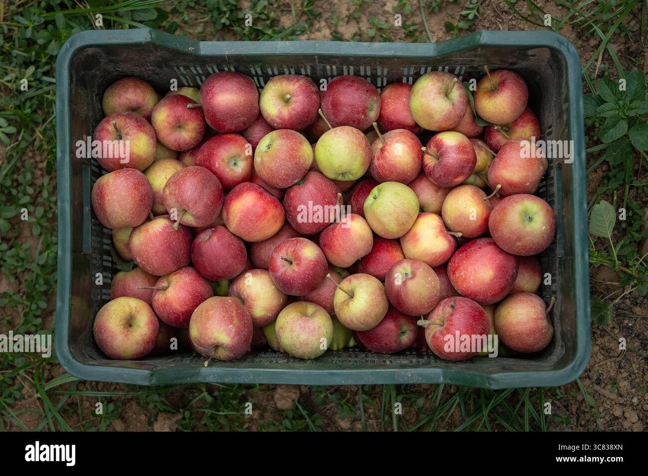 Pulwama, India. 3 agosto 2025. Le mele ibride raccolte si trovano in una cassa in un frutteto nel distretto di Pulwama, a sud di Srinagar. I coltivatori di mele nel Kashmir amministrato dall'India hanno sollevato preoccupazioni dopo che il presidente degli Stati Uniti Donald Trump ha annunciato nuove tariffe del 25% sui beni indiani, aumentando le tensioni commerciali tra Washington e nuova Delhi. Gli agricoltori avvertono che la mossa potrebbe minacciare i mezzi di sussistenza di milioni di persone che dipendono dall'industria della mela già in difficoltà della regione. (Foto di Faisal Bashir/SOPA Images/Sipa USA) credito: SIPA USA/Alamy Live News Foto Stock