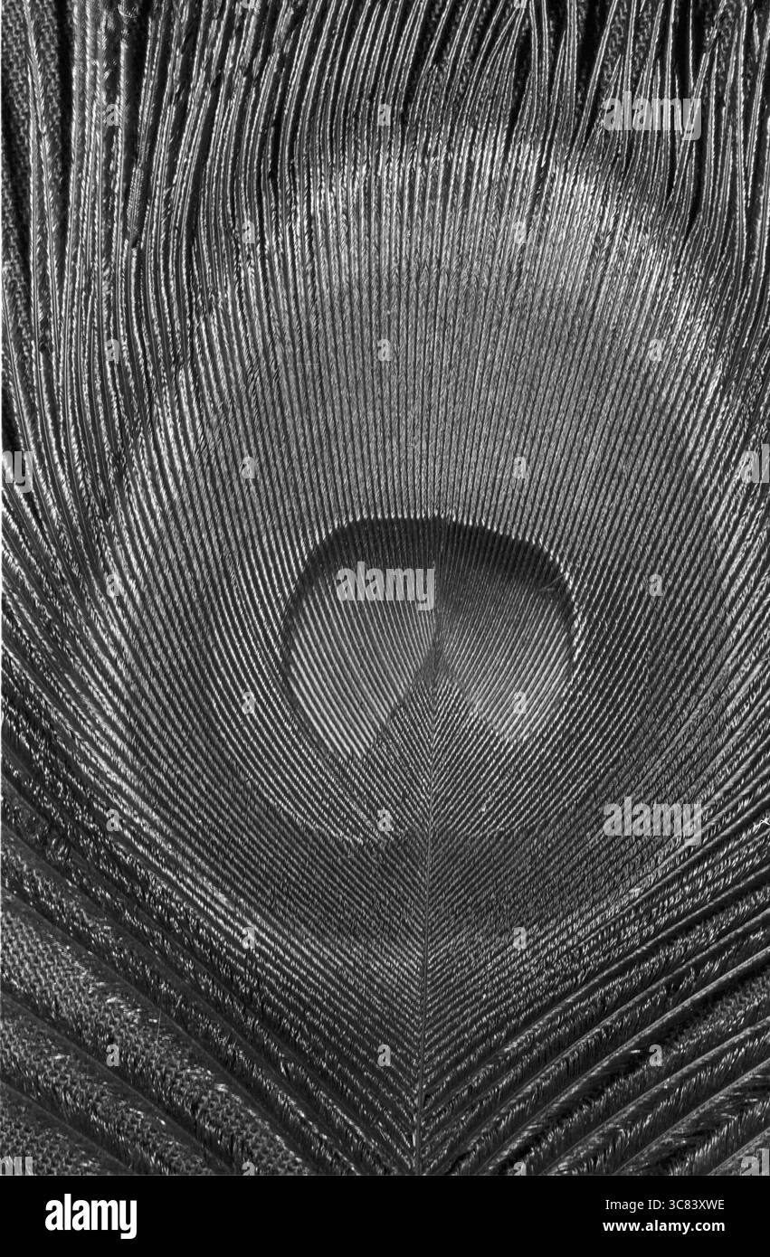 Piuma d'occhio della faraona azzurra alla luce UV (pesce costolette smerlato Pavo) Foto Stock