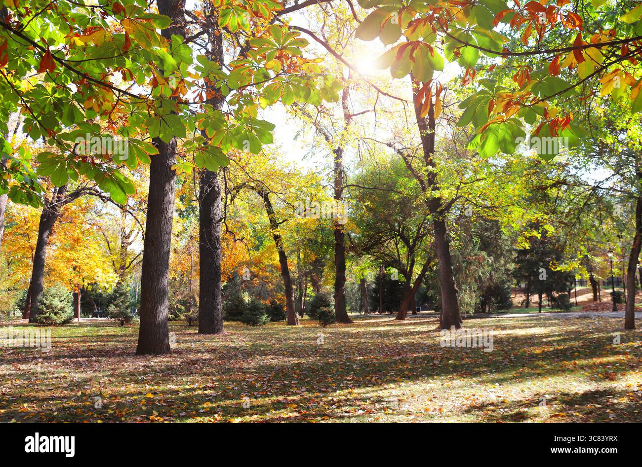 Stagione autunnale tranquilla. Splendido paesaggio con ippocastano e vicoli nel parco autunnale di Almaty, Kazakistan. Castagno con leav giallo e arancio Foto Stock