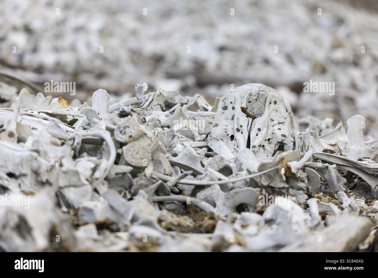 Osso della balena bianca (Delphinapterus leucas), Bamsebu, Spitsbergen, Svalbard Foto Stock