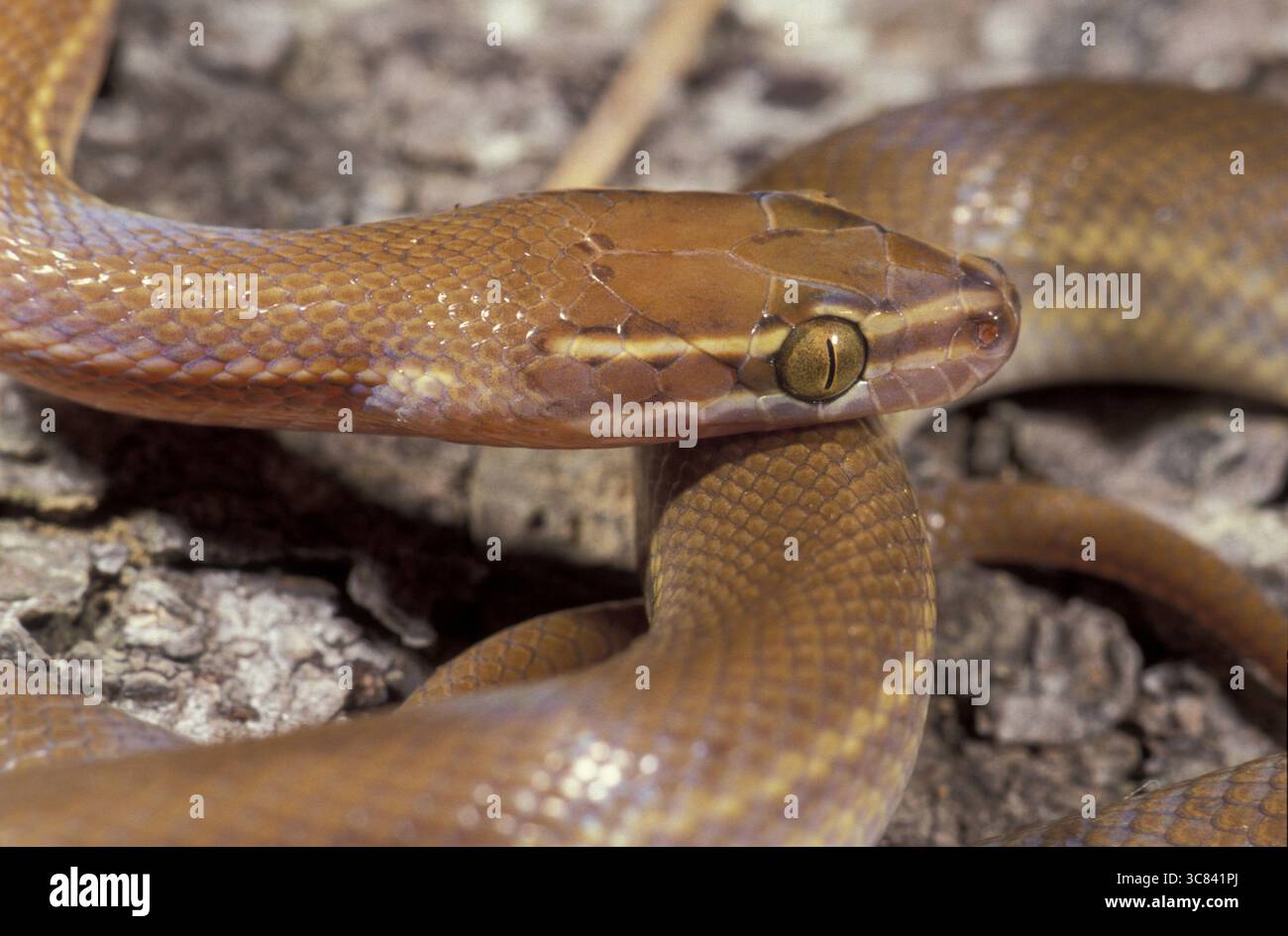 Serpente a righe (Boaedon lineatum) Foto Stock
