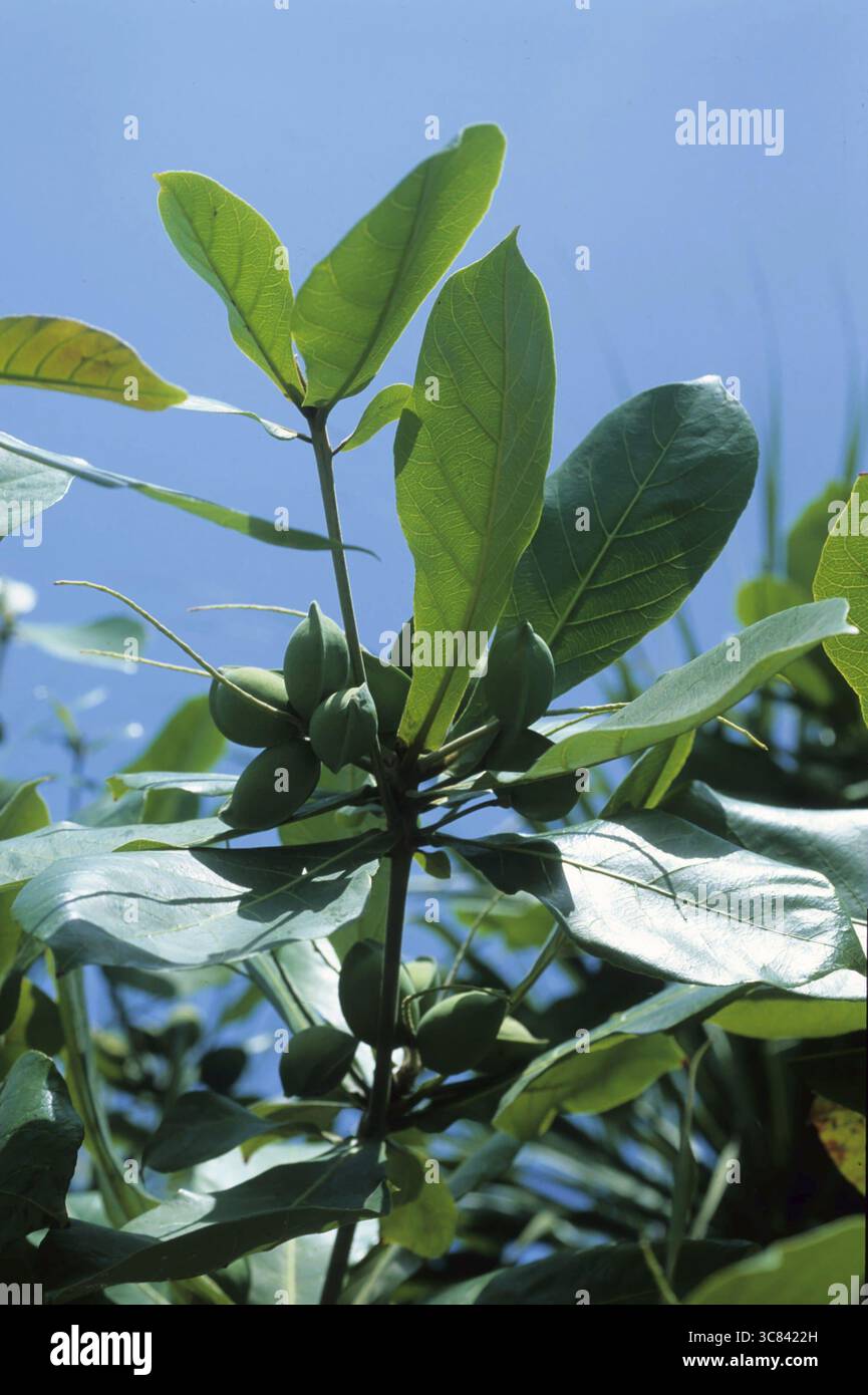Mandorla indiana (Terminalia catappa) Foto Stock