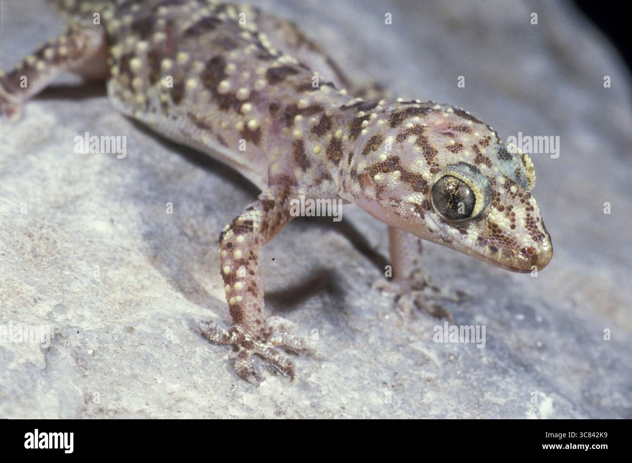 Semiuscita europea (Hemidactylus turcicus) Foto Stock
