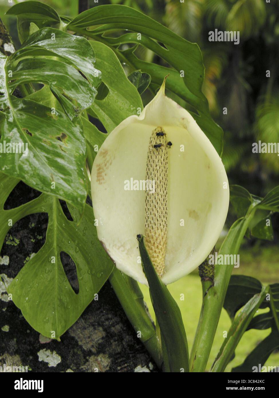 Monstera, finestra (Monstera deliciosa) Foto Stock