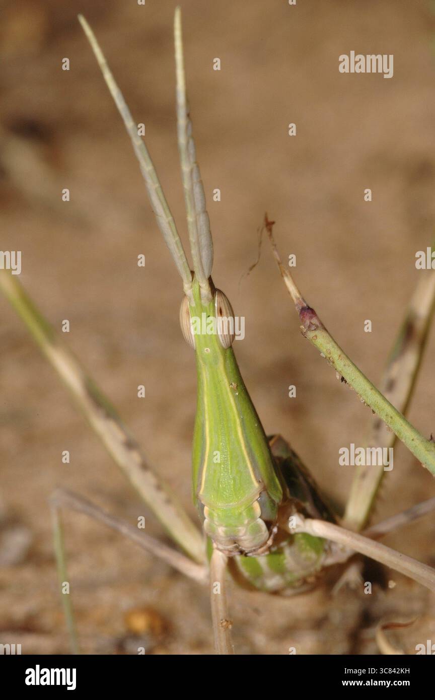 Grasshopper (Caelifera) Foto Stock