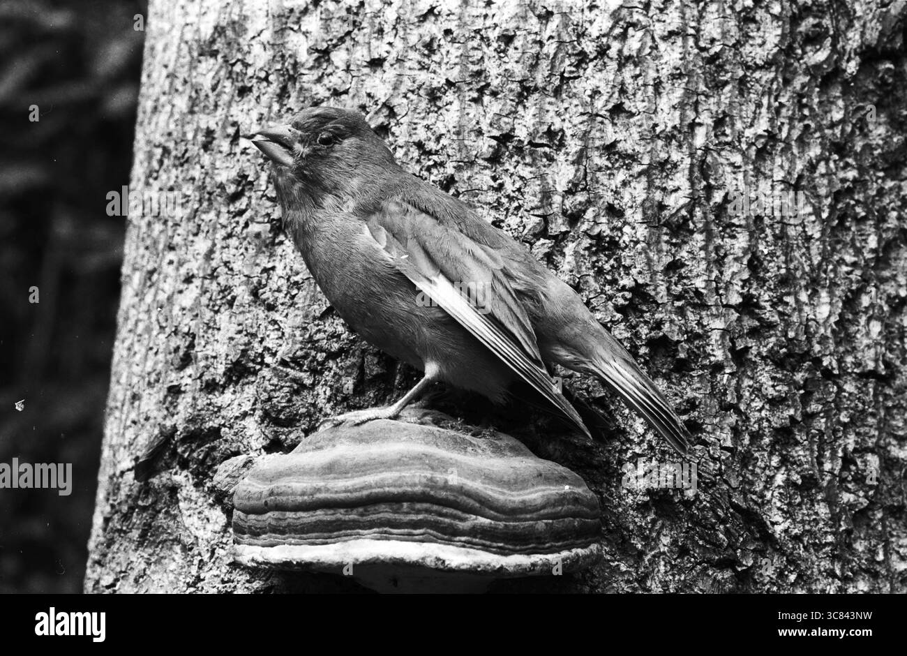 Campione di Greenfinch alla luce UV (Carduelis chloris) Foto Stock