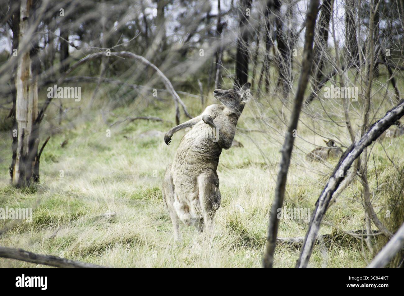 Un canguro in australia sta posando Foto Stock