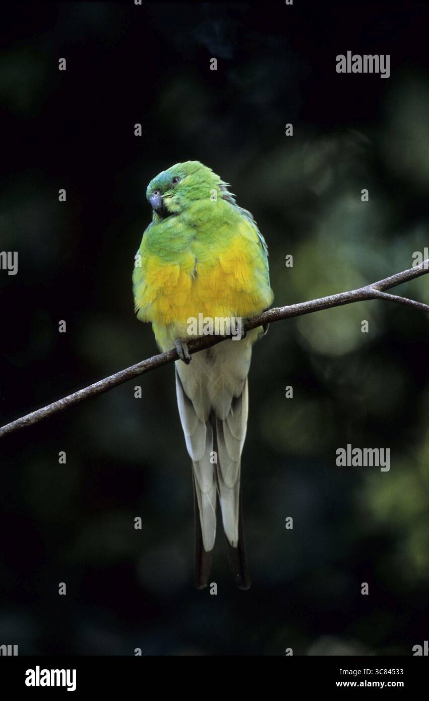 Cantautrice (Psephotus haematonotus) Foto Stock