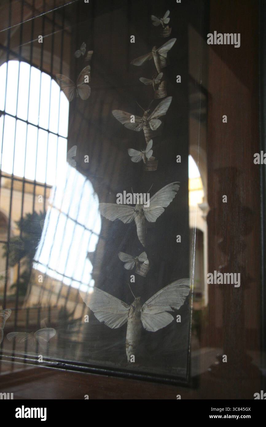Falene dietro vetro Foto Stock