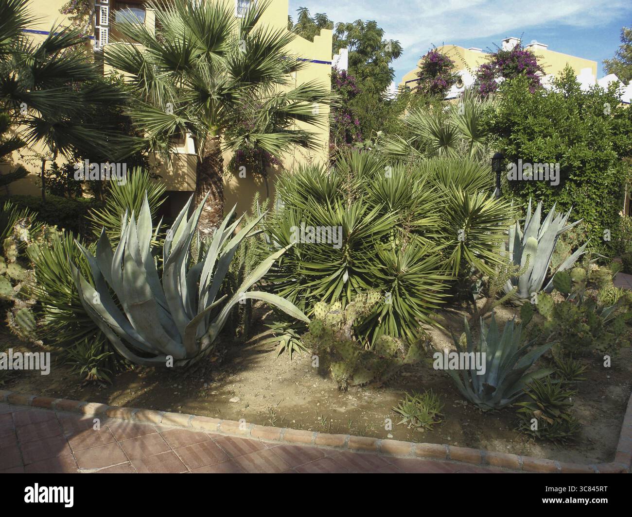 Un giardino di palme nell'area dell'hotel Foto Stock