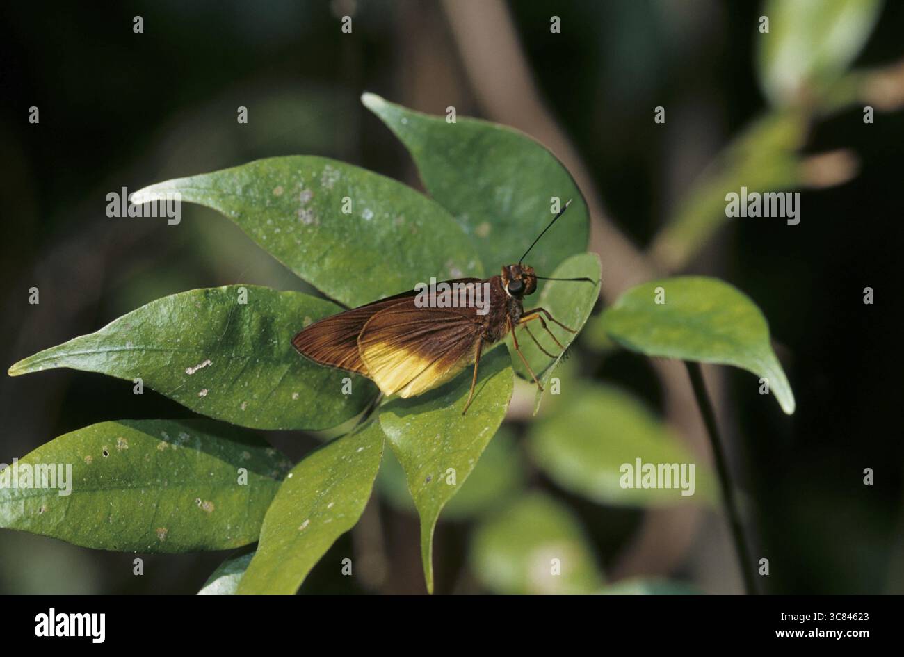 Hesperiidae (Hesperiidae) Foto Stock
