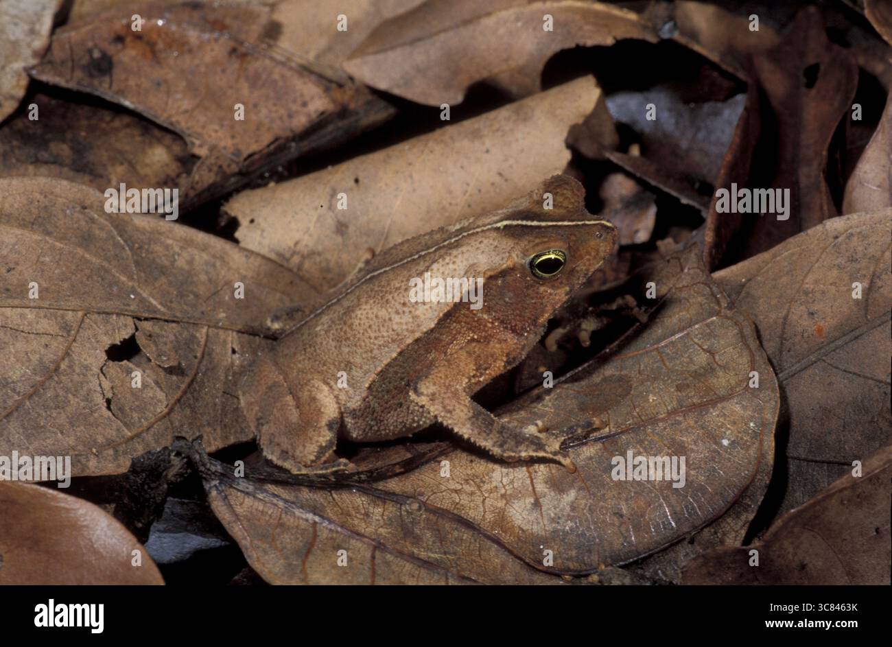 Rospo in fogliame, rospo con orecchie (Bufo typhonius) Foto Stock