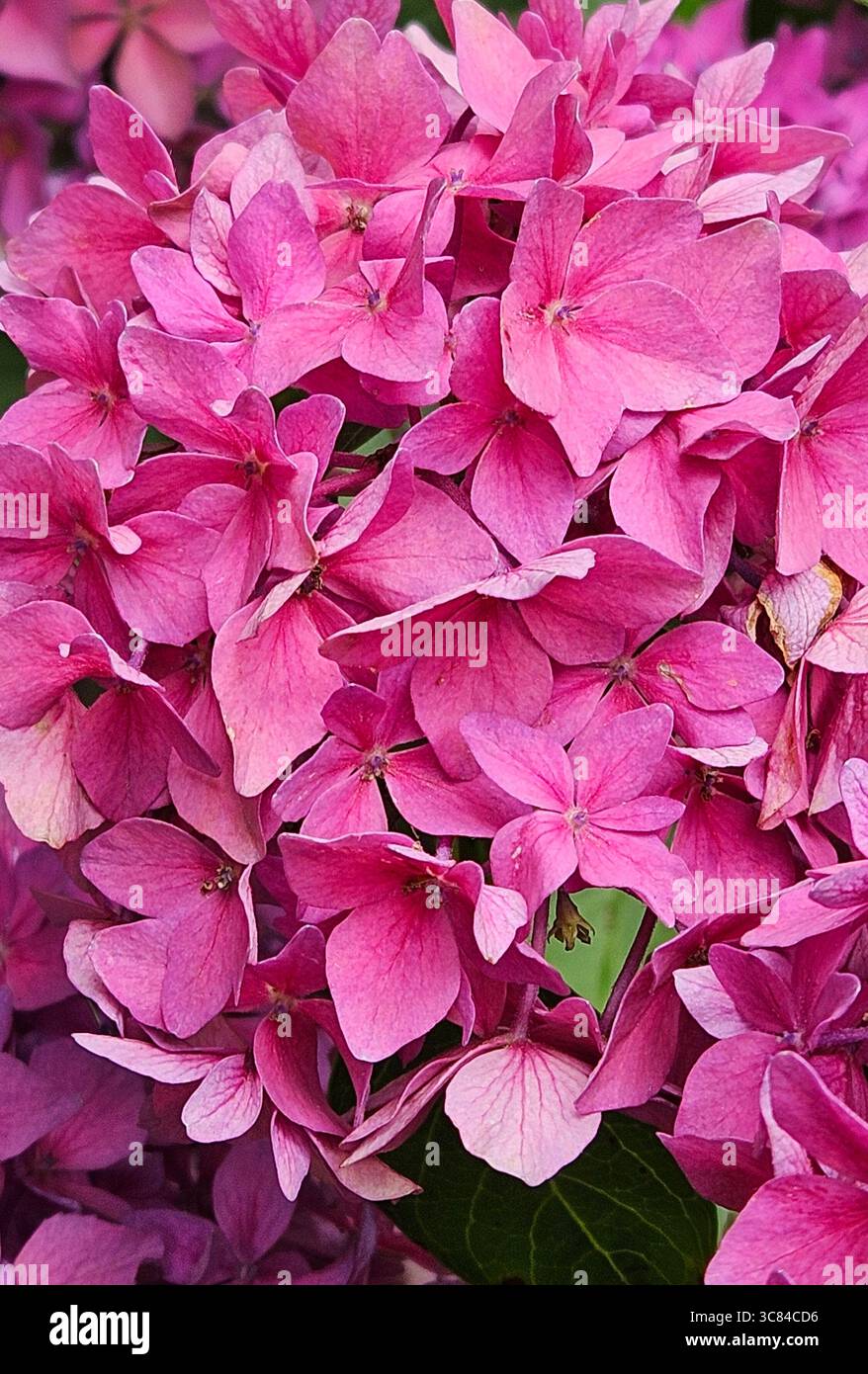 Un vivace primo piano di ortensie rosa in fiore, con delicati petali densamente raggruppati per creare un effetto sontuoso e texture. Foto Stock