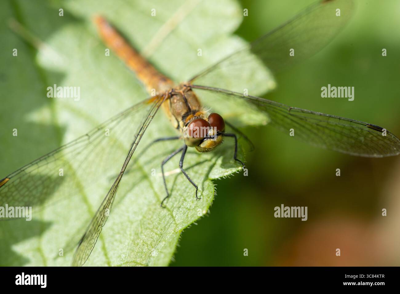Una libellula verde e arancione (Sypetrum vulgatum) poggia su una foglia verde vibrante, i suoi occhi rossi composti catturano la calda luce solare estiva Foto Stock
