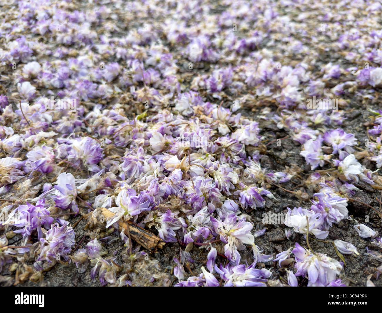 Petali di fiori bianchi e viola di glicine essiccati su asfalto bagnato Foto Stock